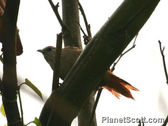 Parker's Spinetail - ML182712661