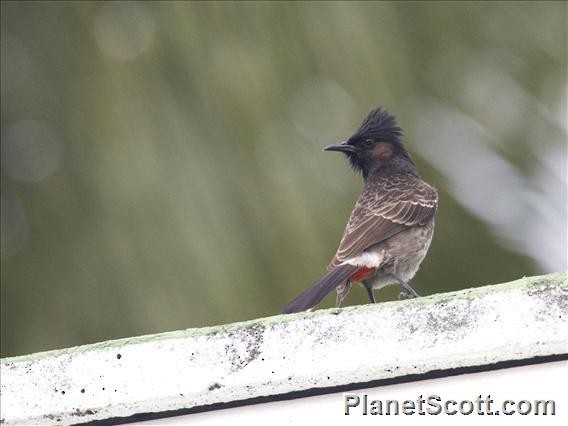 Red-vented Bulbul - ML182715901