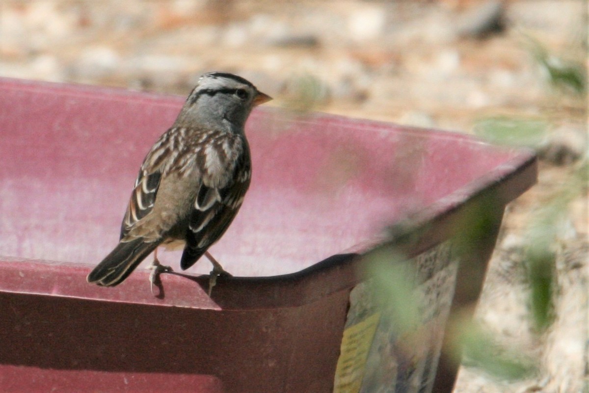 White-crowned Sparrow (Gambel's) - ML182722781