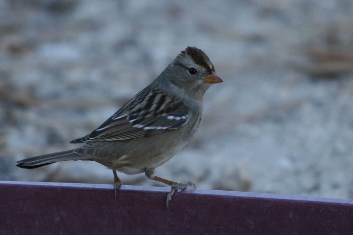 White-crowned Sparrow (Gambel's) - ML182722801