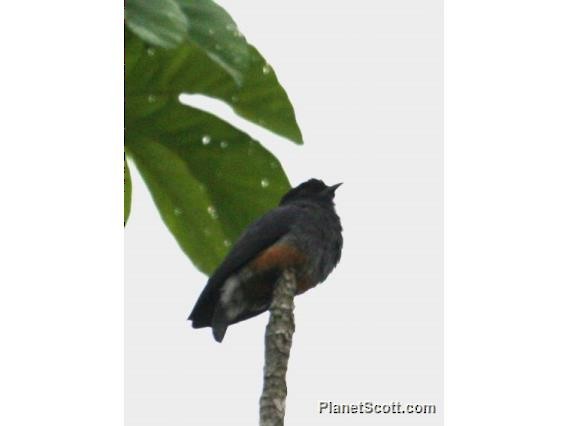 Swallow-winged Puffbird - ML182723501