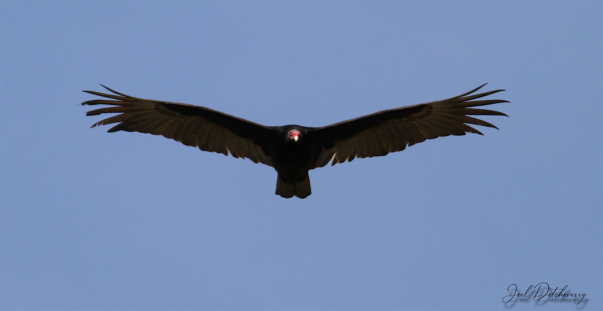 Turkey Vulture - Detcheverry Joël