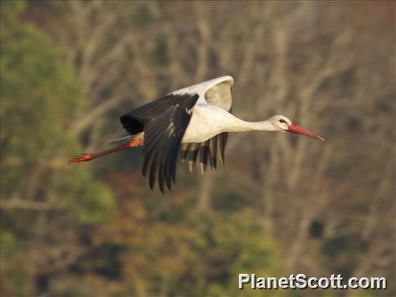 White Stork - Scott Bowers