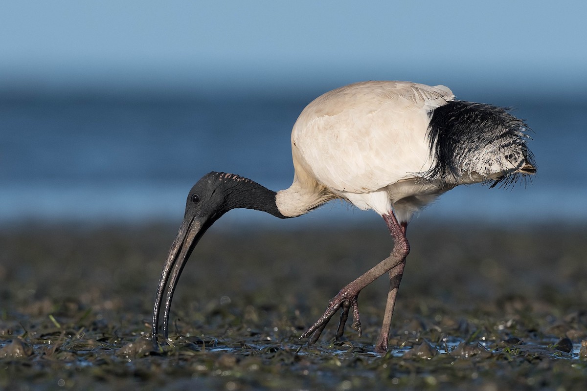 ibis australský - ML182731731