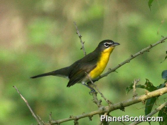 Yellow-breasted Chat - Scott Bowers