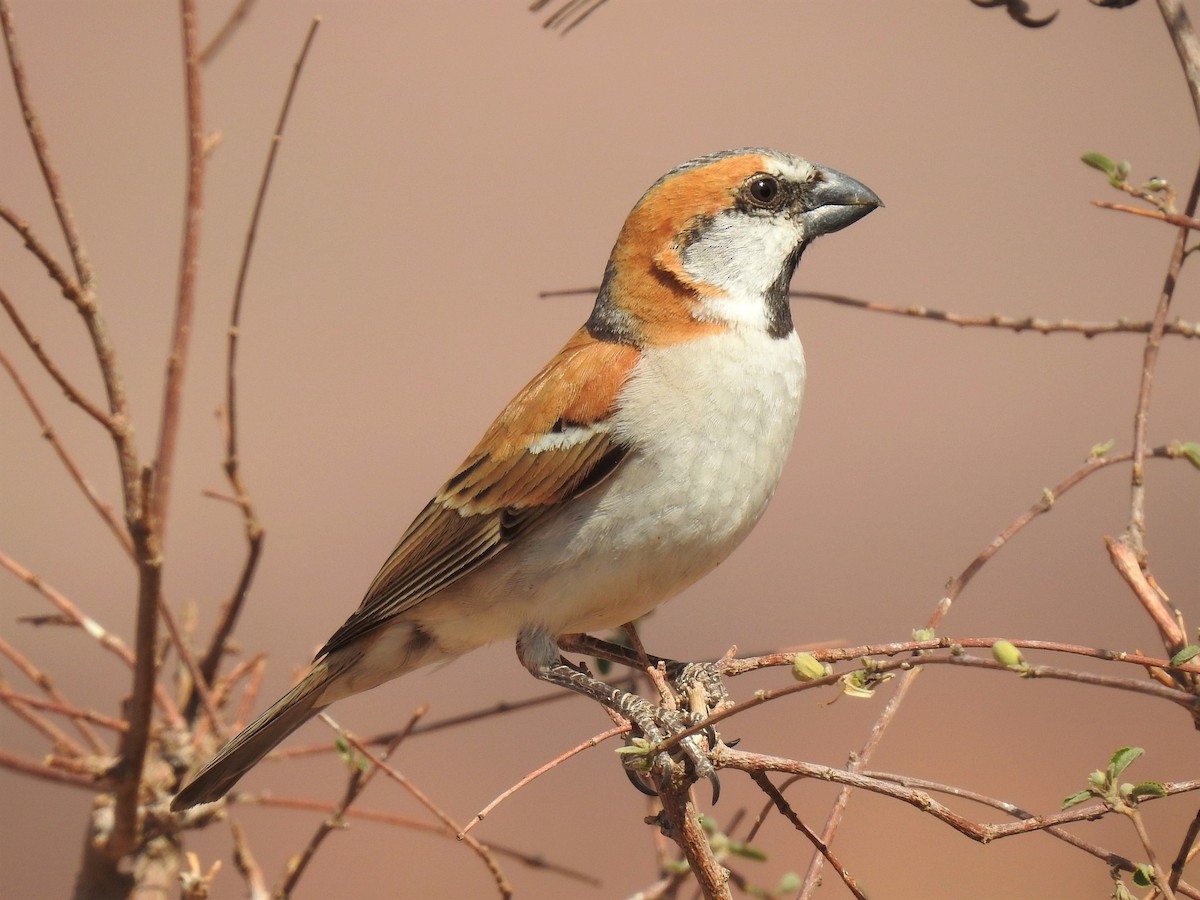 Great Rufous Sparrow - ML182734791