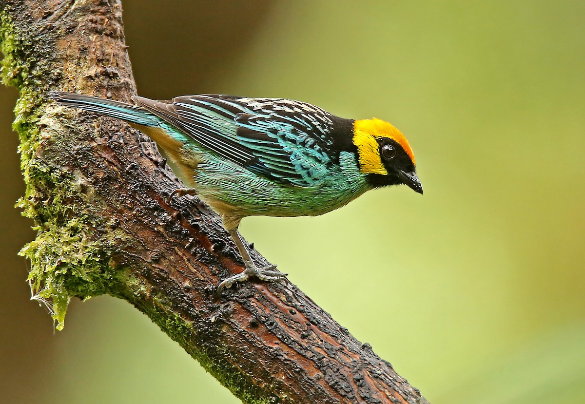 Saffron-crowned Tanager - ML182738271