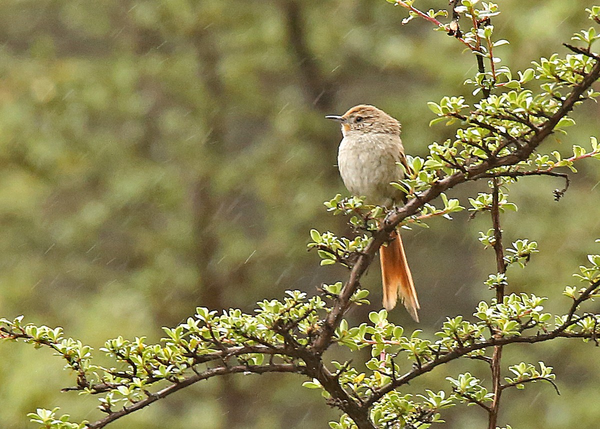 Rusty-fronted Canastero - Roger Ahlman
