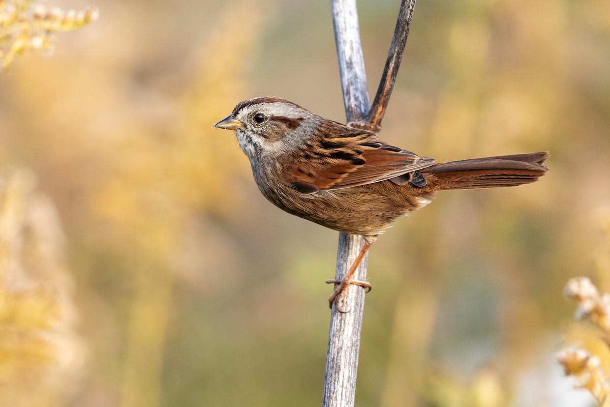 Swamp Sparrow - ML182738561