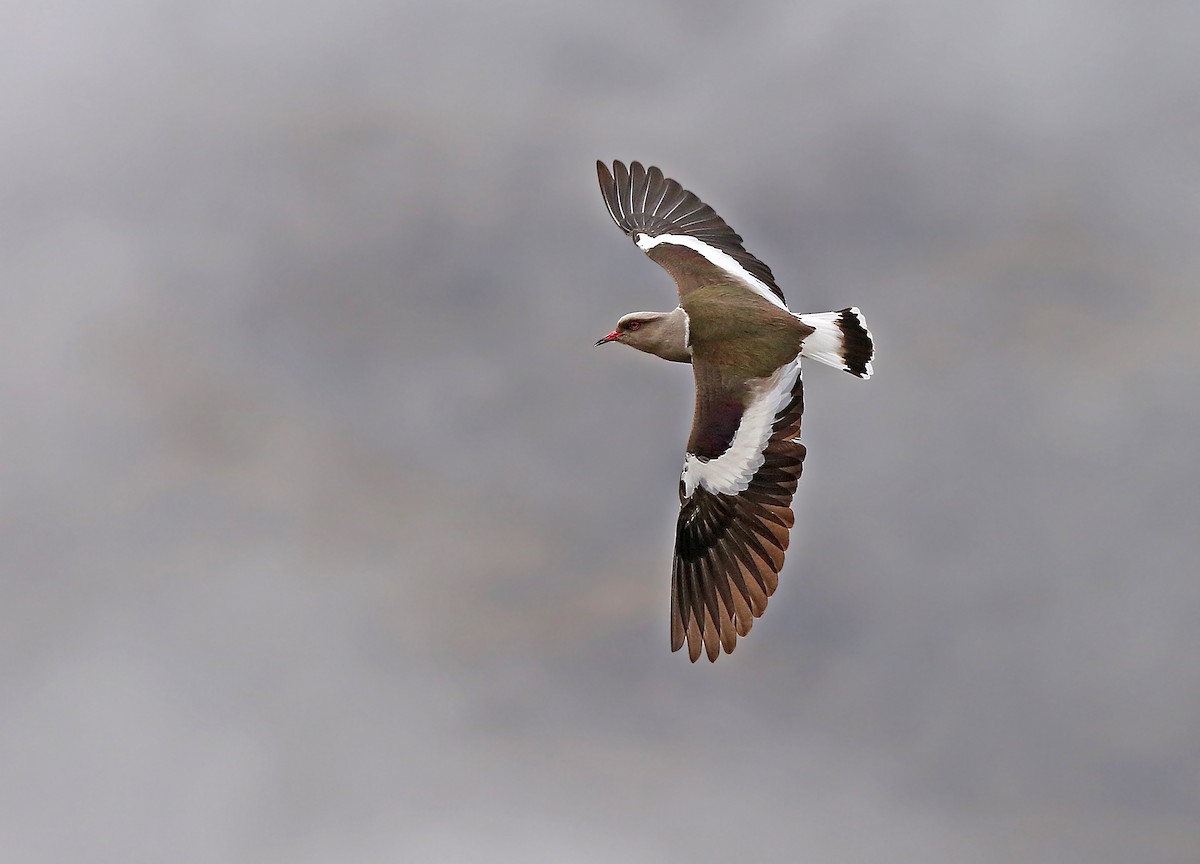Andean Lapwing - ML182738751
