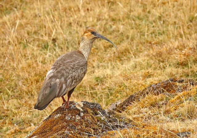 First-year Andean Ibis.&nbsp; - Andean Ibis - 