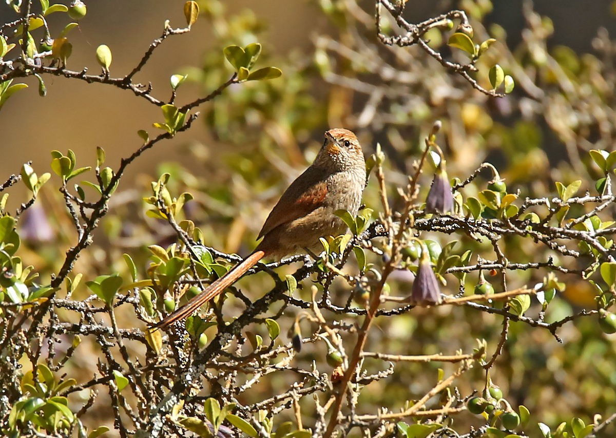 Rusty-fronted Canastero - ML182738981
