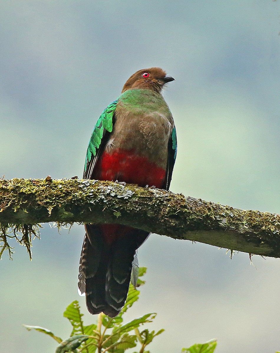 Crested Quetzal - ML182740071