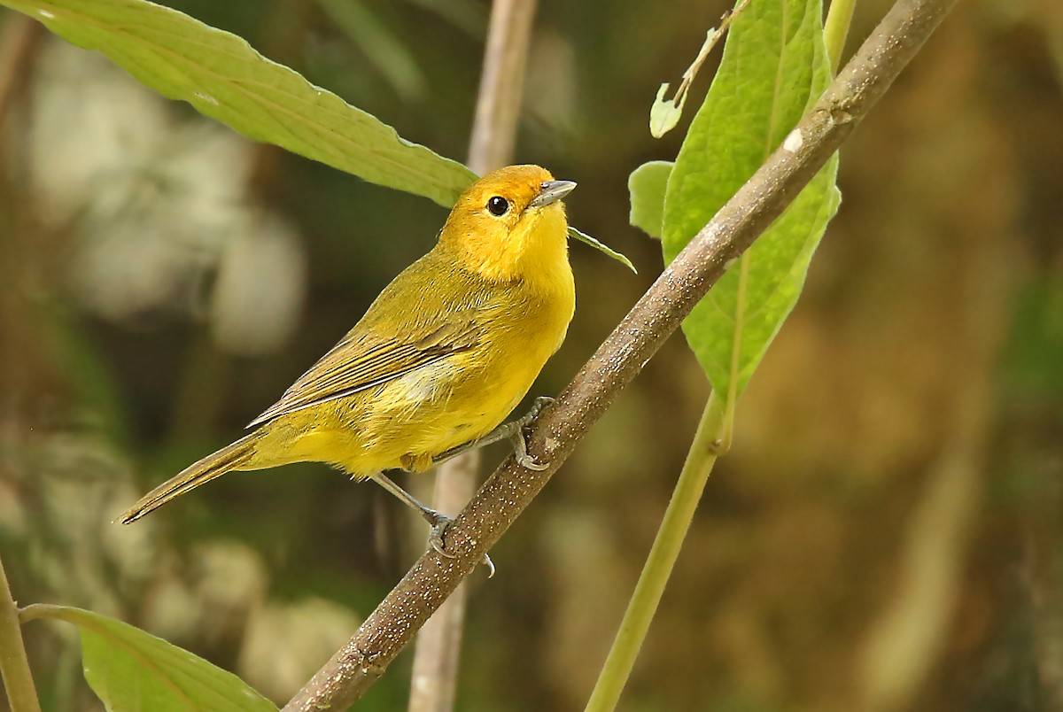 Rust-and-yellow Tanager - ML182740471