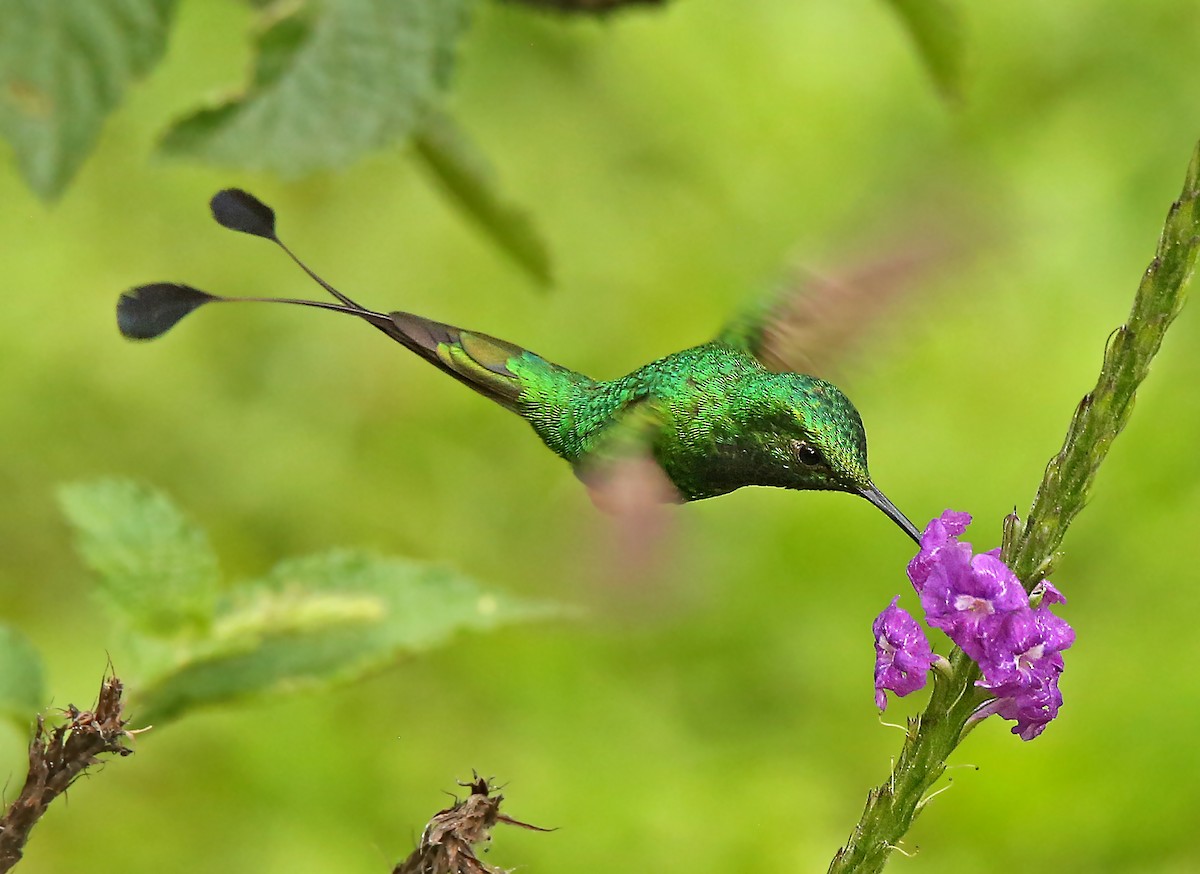 Rufous-booted Racket-tail - ML182740771