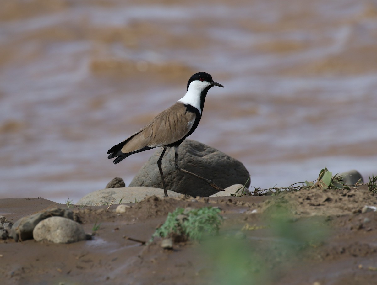 Spur-winged Lapwing - ML182742931
