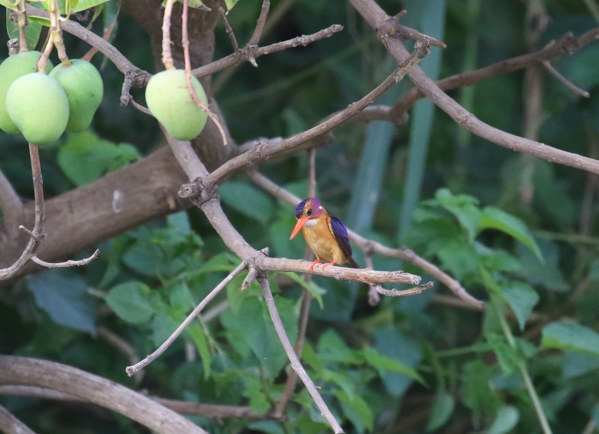 African Pygmy Kingfisher - ML182743021