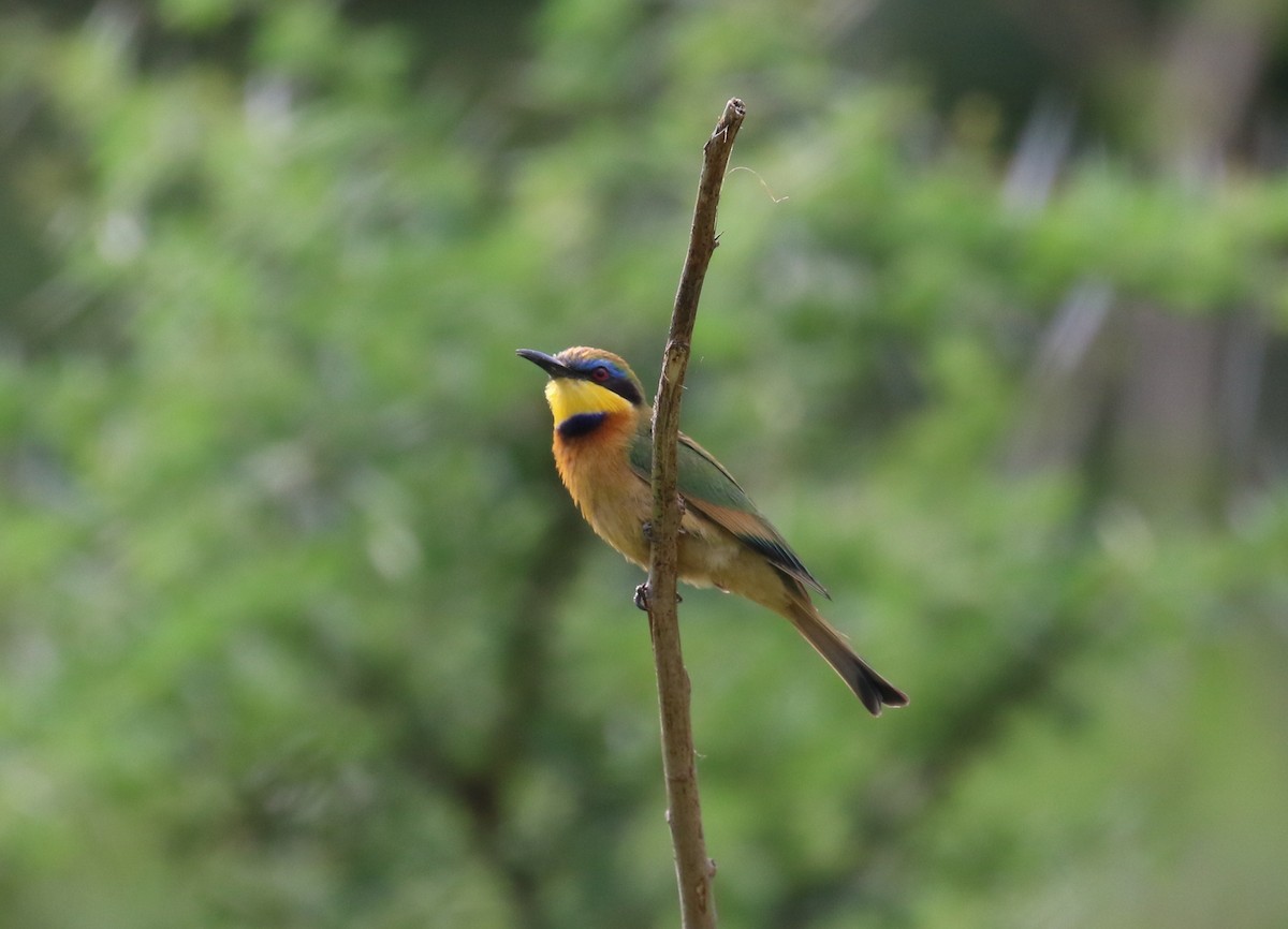 Little Bee-eater - ML182743071