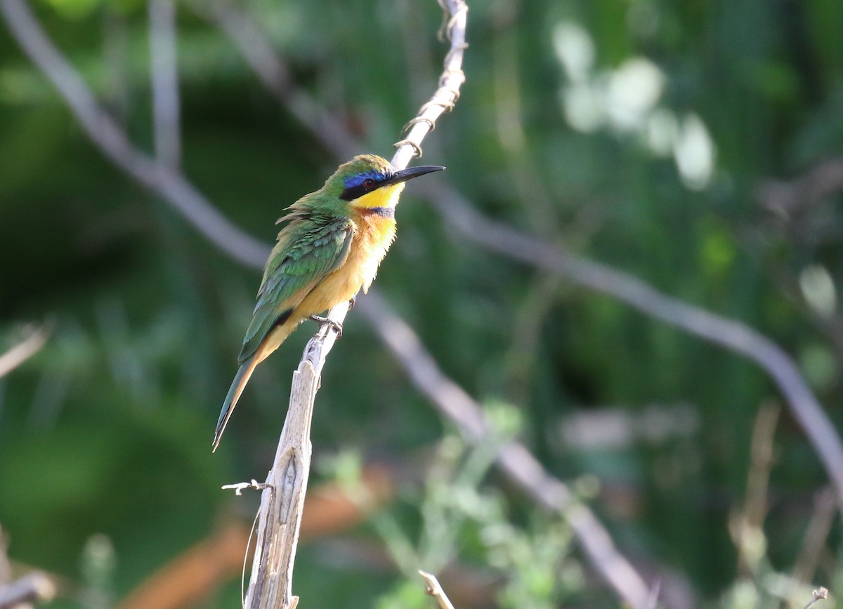Little Bee-eater - ML182743091