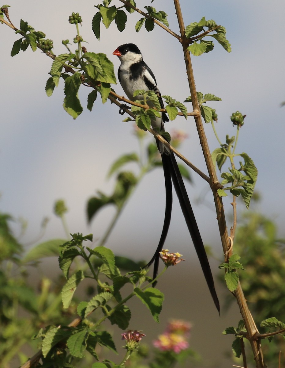 Pin-tailed Whydah - ML182743191