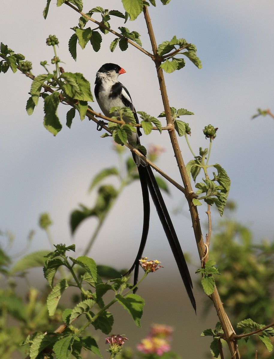 Pin-tailed Whydah - ML182743201