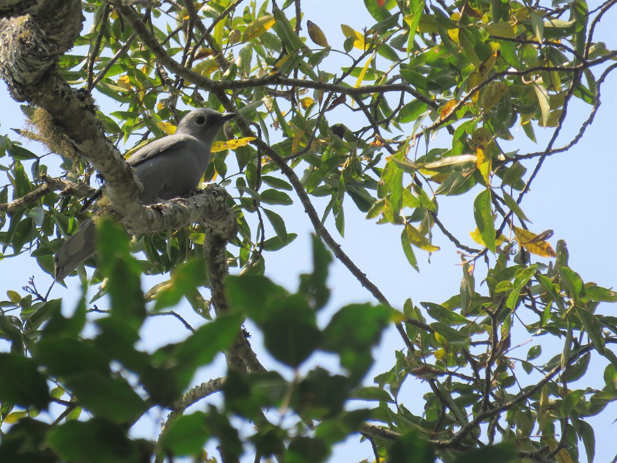 Gray Cuckooshrike - Nicholas Fordyce - Birding Africa