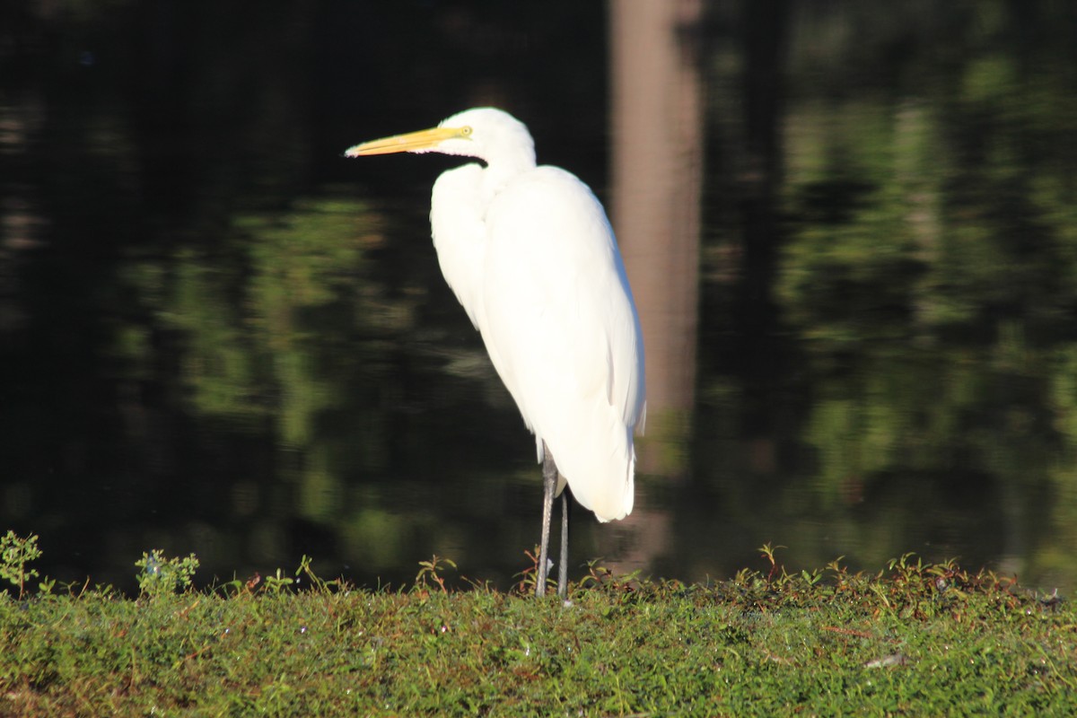 Great Egret - George Dokes
