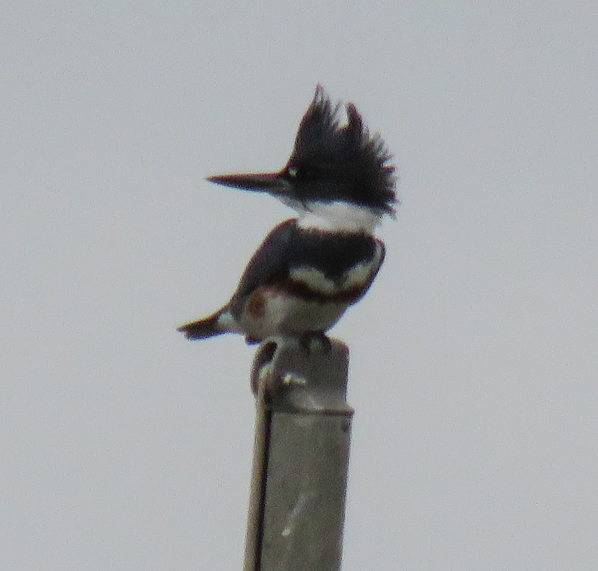 Belted Kingfisher - Becky Marvil