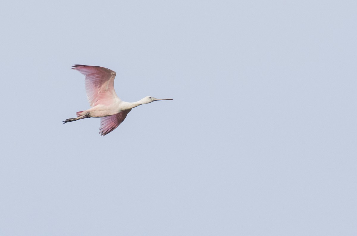 Roseate Spoonbill - Marky Mutchler