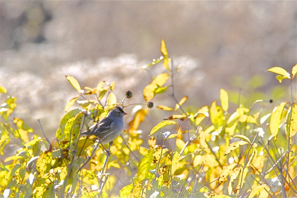 White-crowned Sparrow - ML182755971