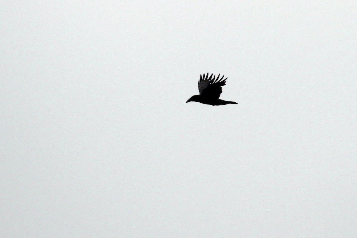 Common Raven - ML182759021