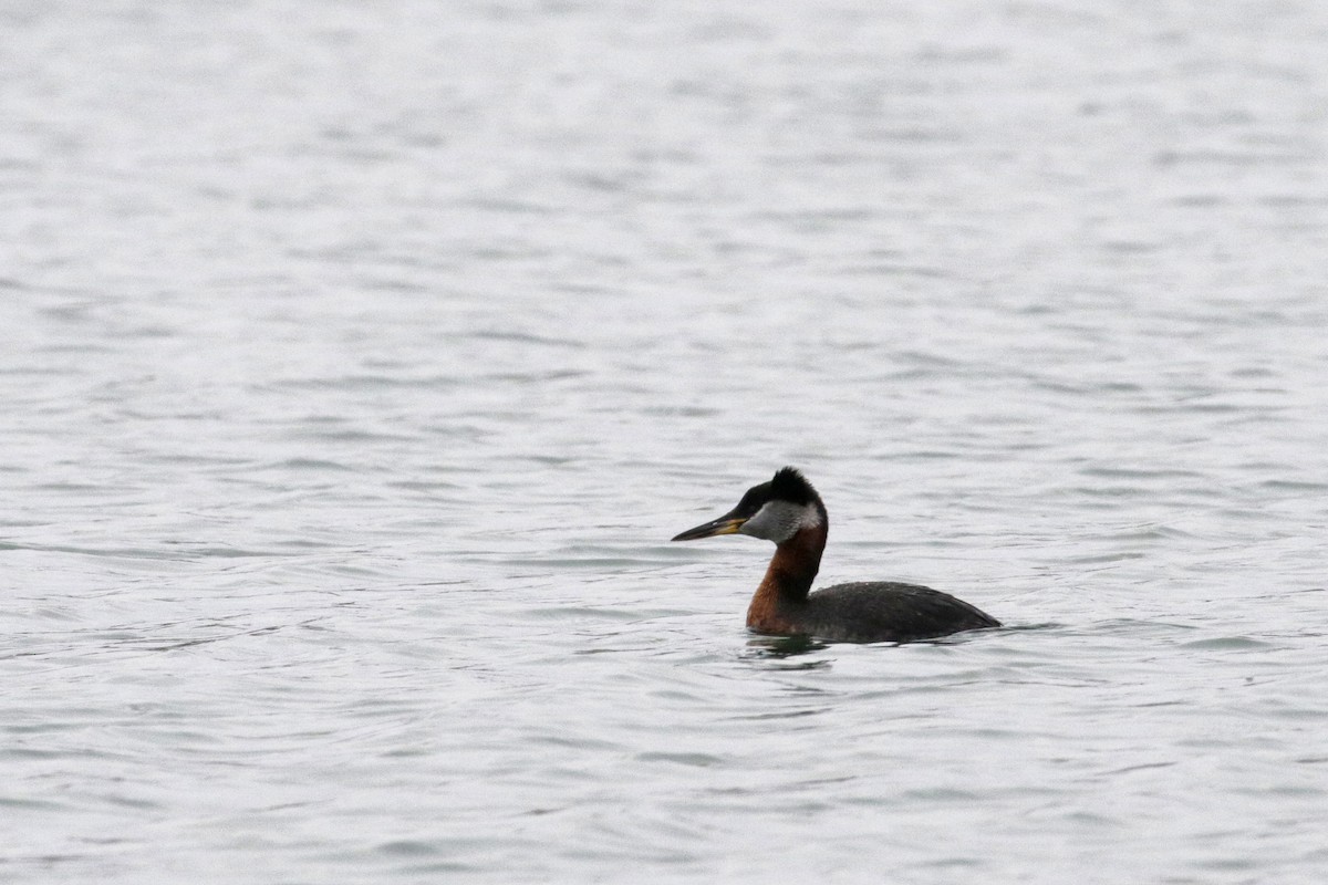 Red-necked Grebe - ML182760931