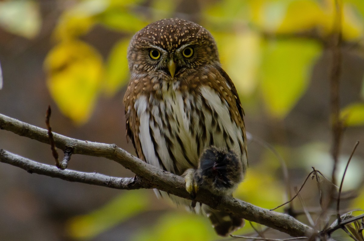 Northern Pygmy-Owl - Jacob Bailey