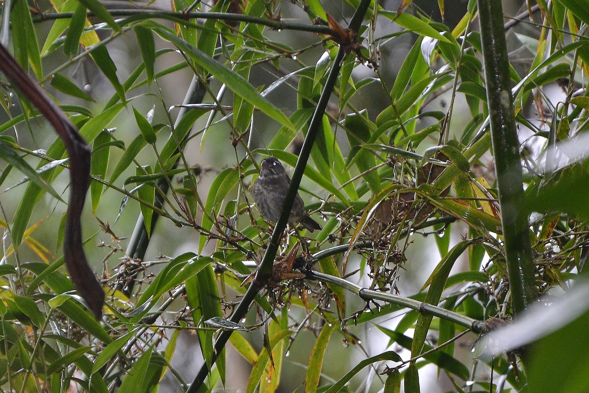 Buffy-fronted Seedeater - ML182762811