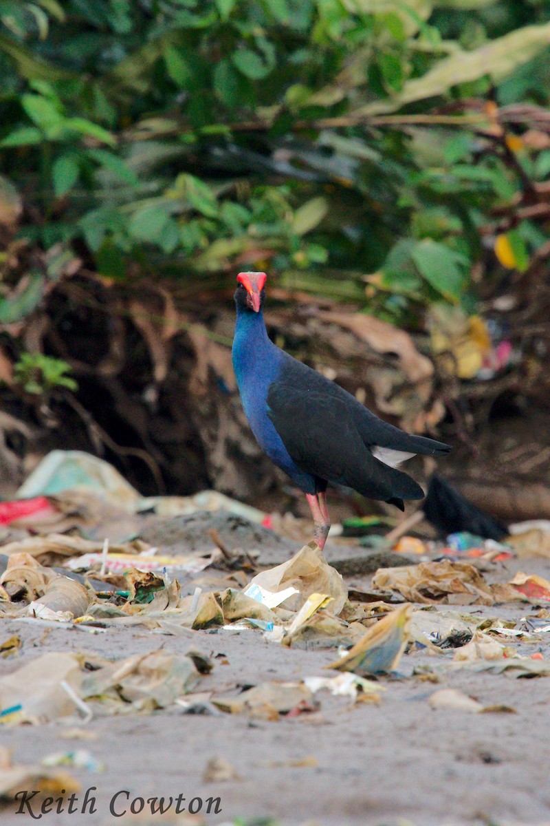Black-backed Swamphen - Keith Cowton