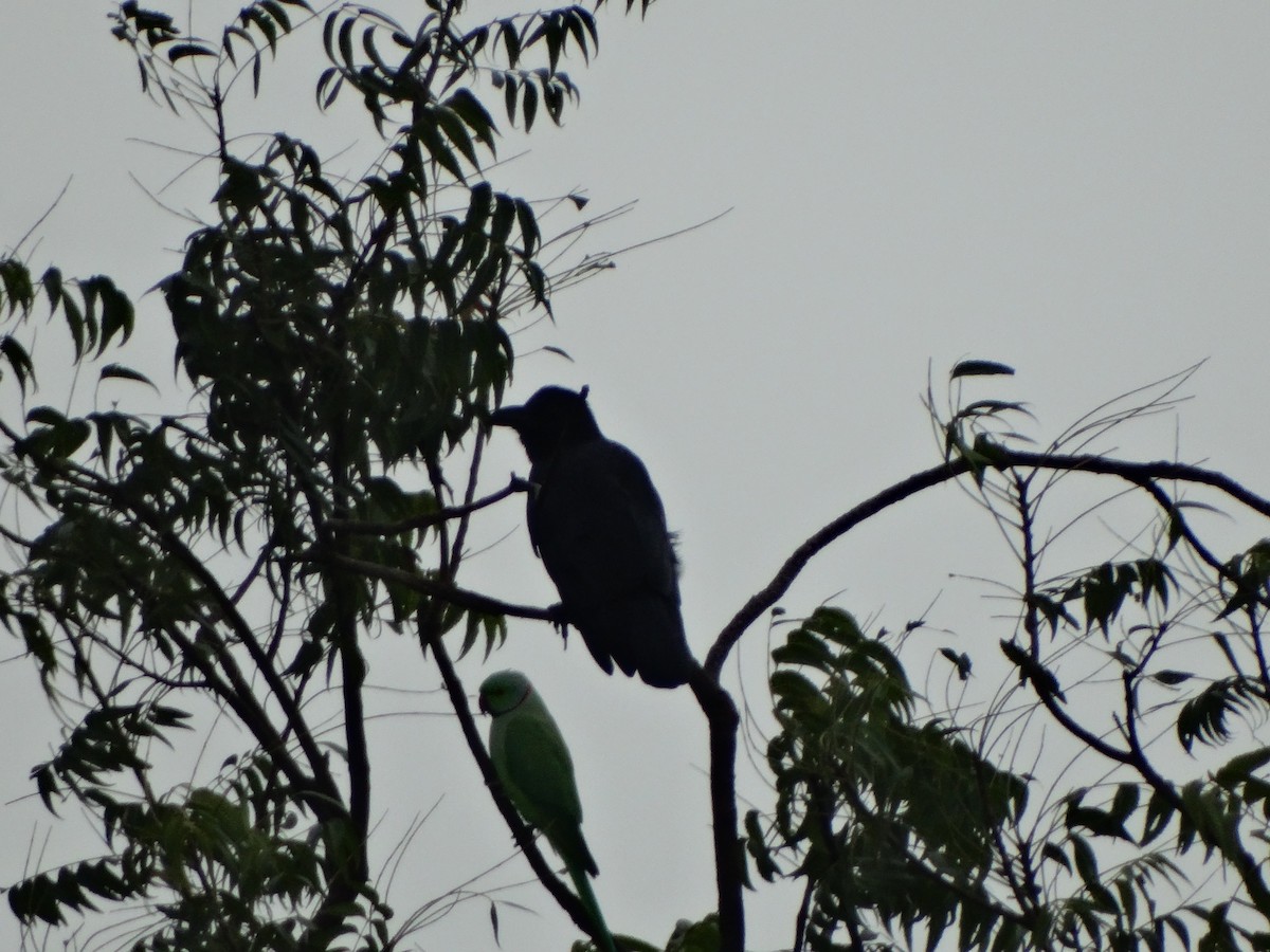 Large-billed Crow - Sanggrram P