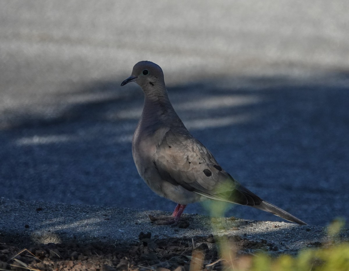 Mourning Dove - Ken Wright
