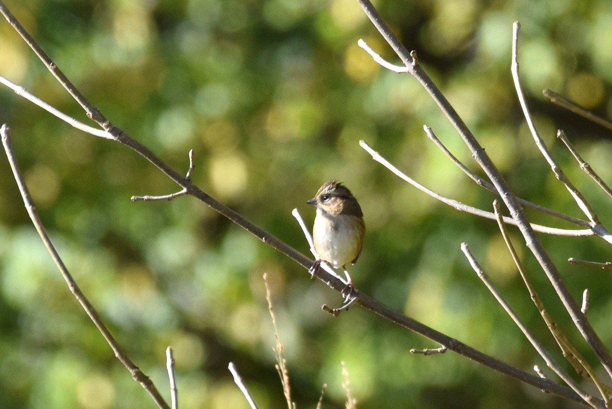 Swamp Sparrow - irina shulgina