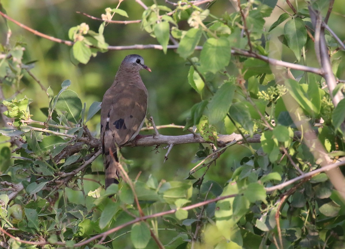 Blue-spotted Wood-Dove - ML182776541