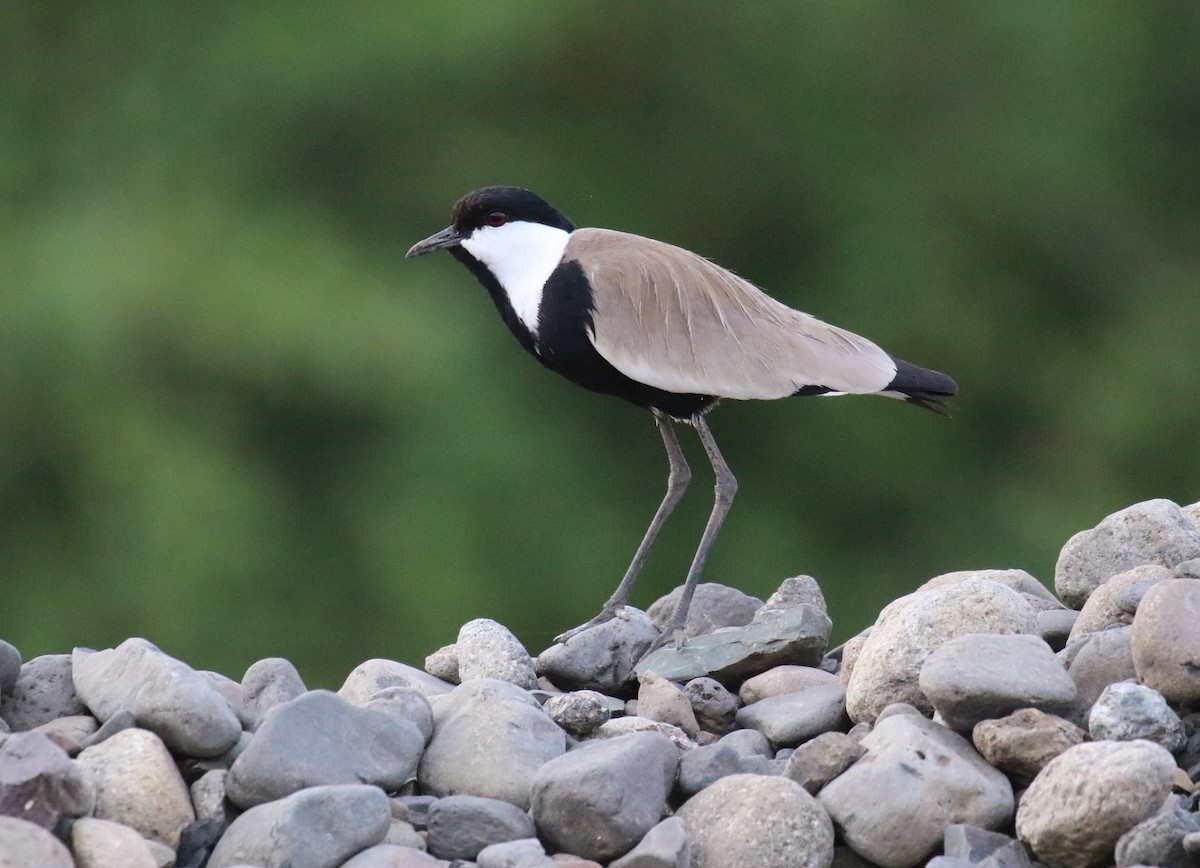 Spur-winged Lapwing - ML182776551