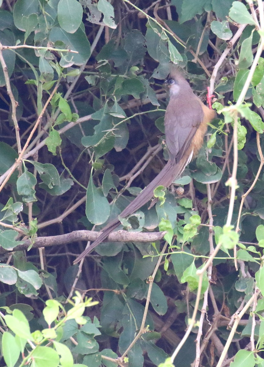 Speckled Mousebird - ML182776691