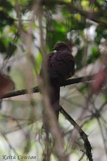 Barred Cuckoo-Dove, ML182778171