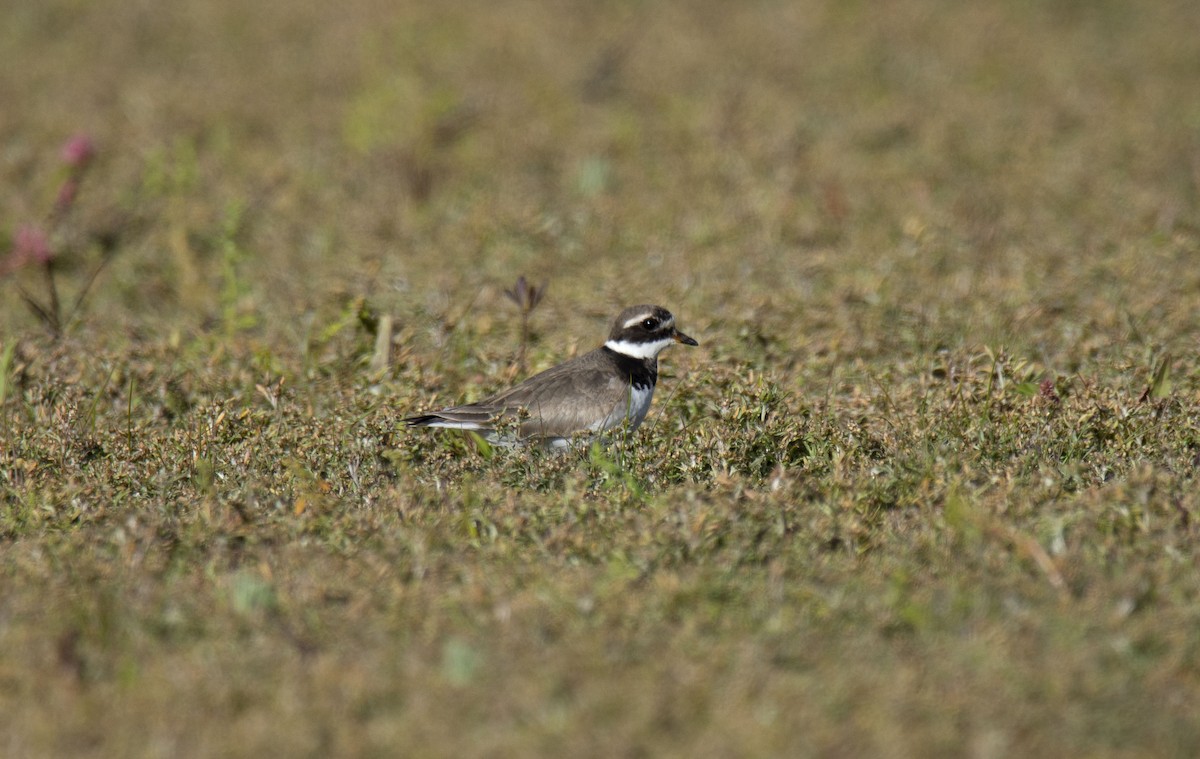 Common Ringed Plover - ML182780531