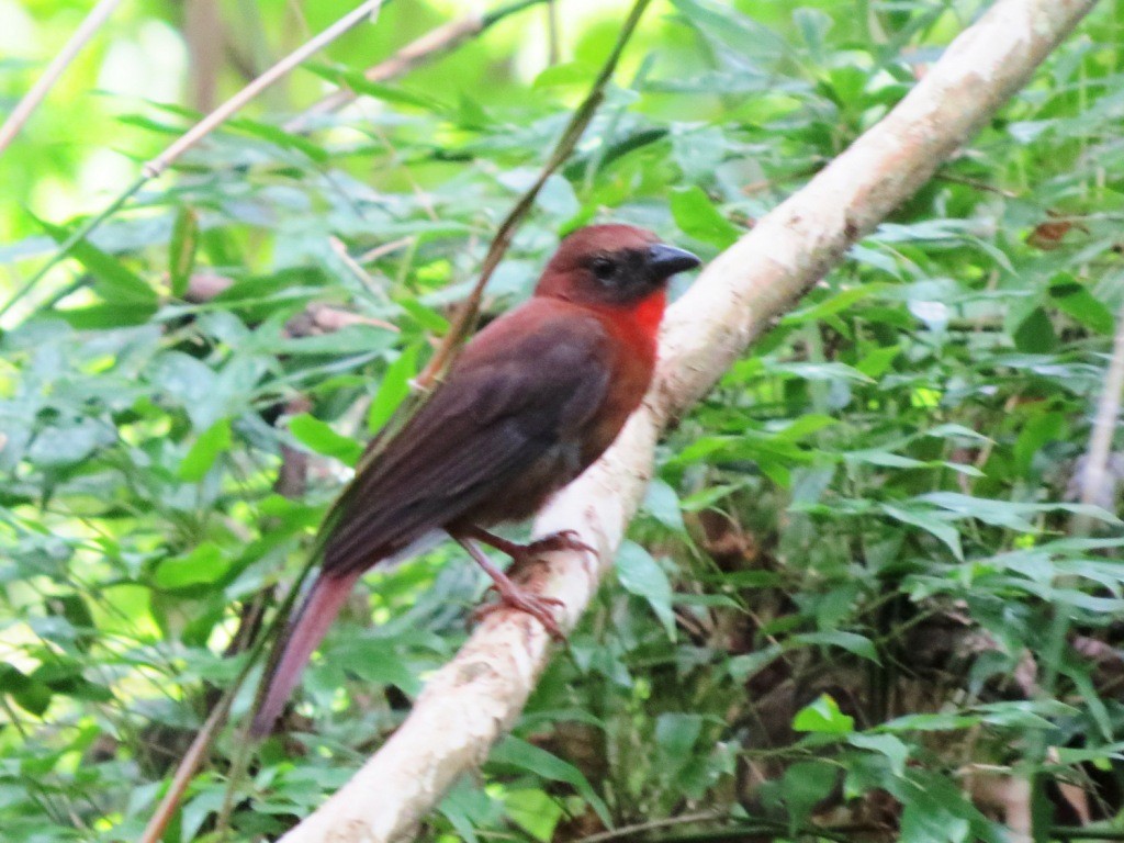 Red-throated Ant-Tanager - ML182785991