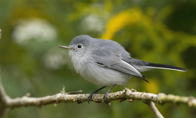 Corkscrew SIGHTINGS: Blue-gray gnatcatcher is a dainty but fierce little  bird - Spotlight News Magazine