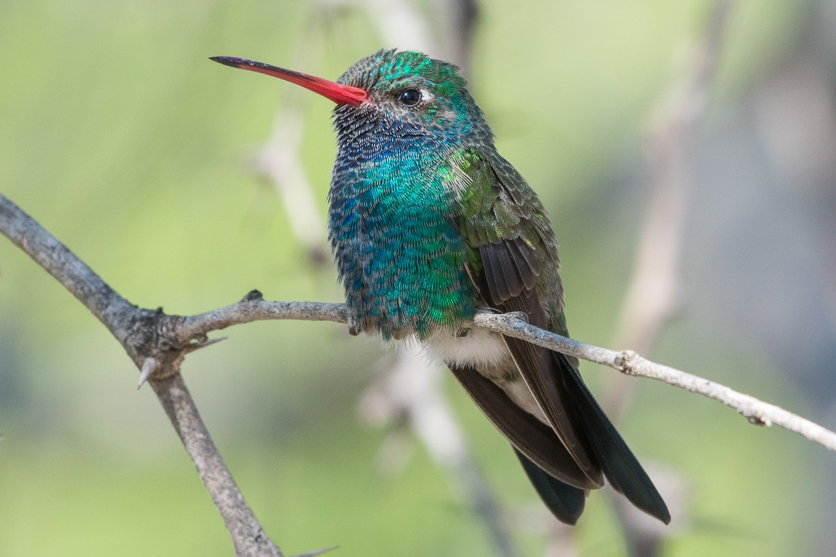 kolibřík širokozobý - ML182791081