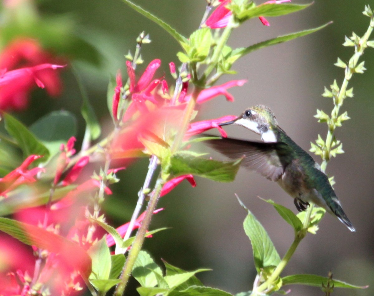 Ruby-throated Hummingbird - ML182792111