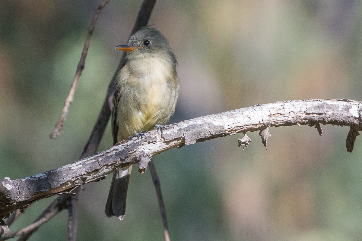 Greater Pewee - ML182792961