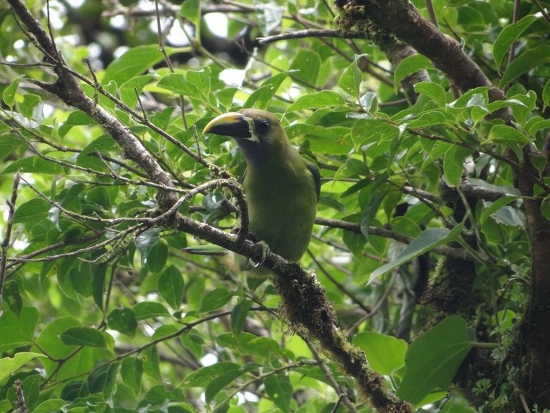 Northern Emerald-Toucanet (Blue-throated) - ML182795631