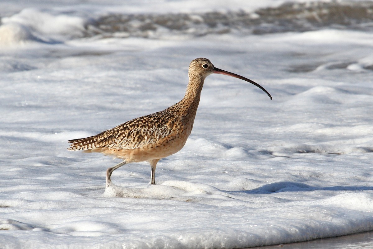 Long-billed Curlew - ML182802621